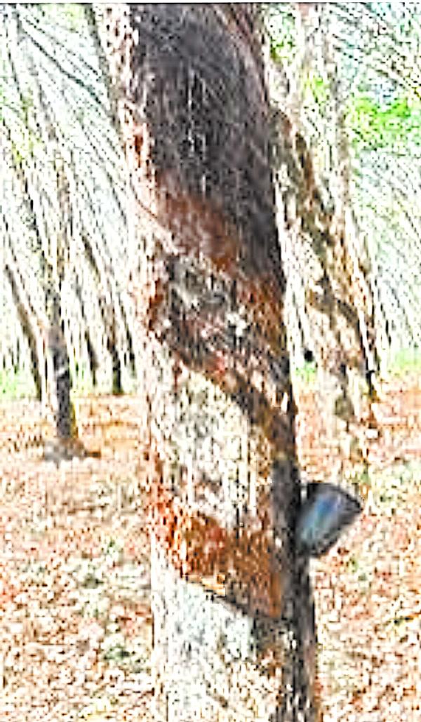  Recherche De Vieux Plants D'hévéas Pour Achat - bois charbon fibre nous recherchons des vieilles plantations d'hévéas pour achat.--superficie demandée -50 à 5000 ha----conditions ---une preuve de la propriété--contrat avec le propriétaire ou le mandataire désigné par le propriétaire --paiement en