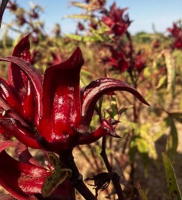  Offre De Partenariat –bissap Certifié Bio Sen - fruits secs et graines grillées ous proposons du bissap certifi&eacute; bio disponible en fob s&eacute;n&eacute;gal et recherchons des clients potentiels pour &eacute;tablir un partenariat durable. notre organisation travaille avec plus de 1 300 femmes regroup&eacute;es en coop&eacute;ratives. le s&eacute;chage est r&eacute;ali