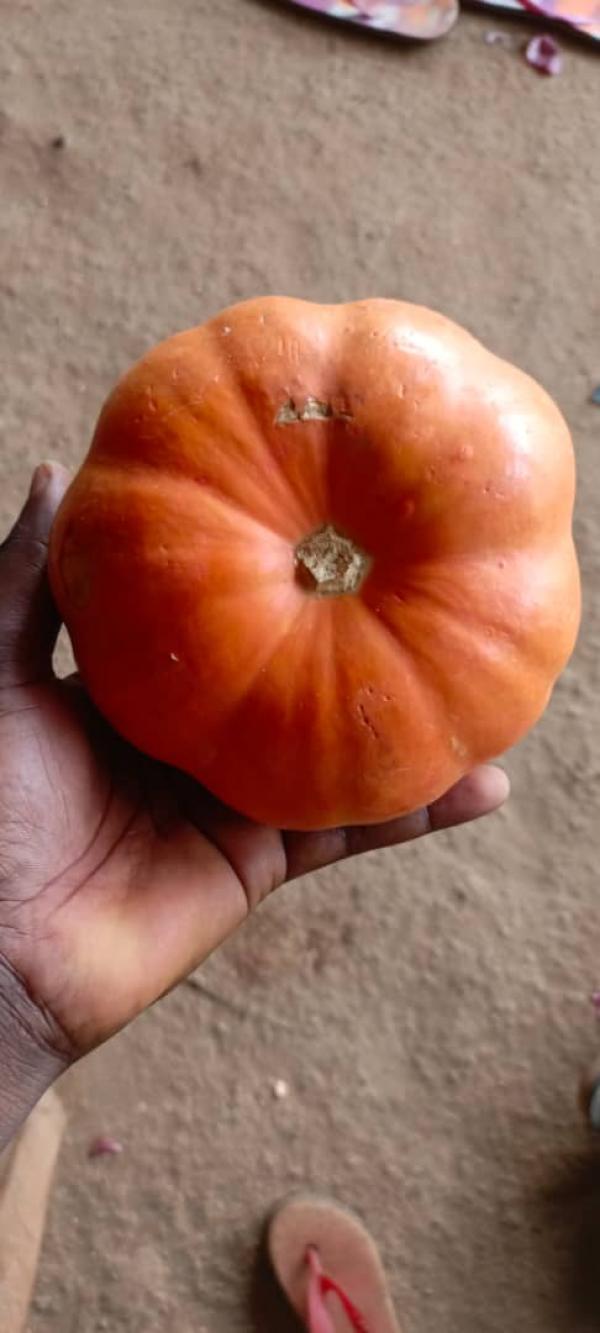  Cherche Acheteur De Citrouille. - fruits secs et graines grillées nous fournissons du citrouille de tr&egrave;s bonne qualit&eacute; provenant du b&eacute;nin et du togo pour les pays comme le canada et l'am&eacute;rique du nord en grande quantit&eacute;. laissez nous vos commandes. 