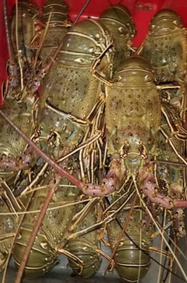  Langoustes Rose ,verte Congelé - animaux vivants je suis basé au sénégal.je cherche un client pour les langoustes roses et vertes  vivantes. veuillez me contacter par mail ou whatsapp pour plus de détails.