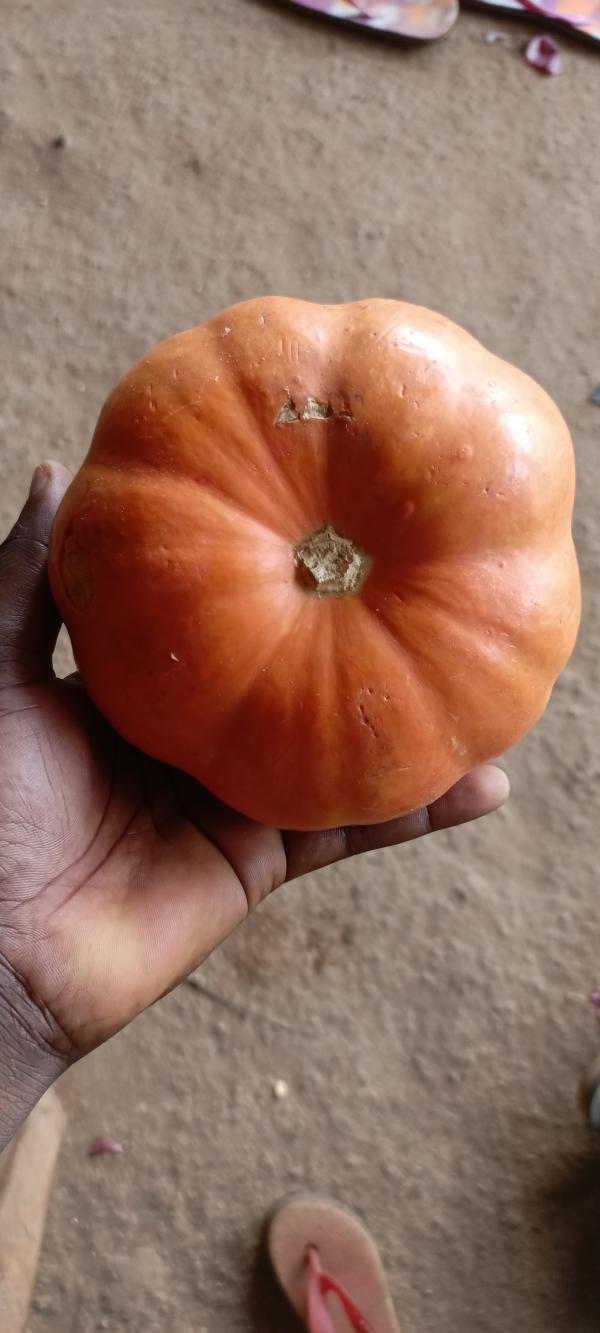  Du Citrouille Nous Exportons Vers Canada - fruits secs et graines grillées nous fournissons du citrouille de tr&egrave;s bonne qualit&eacute; provenant du b&eacute;nin et du togo pour les pays comme le canada et l'am&eacute;rique du nord en grande quantit&eacute;.--laissez-nous vos commandes