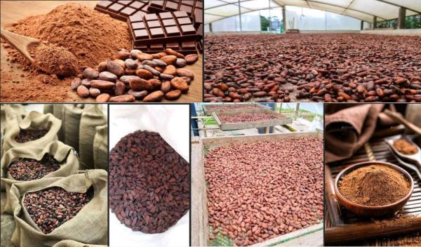  Produit Cacao - café cacao thé produits de cacao qualit&eacute; f&egrave;ves brutes de grade 1 ou 2 origine togo (afrique de l ouest). quantit&eacute; disponible d&eacute;part entrep&ocirc;t environ 500 tonnes brutes que nous pouvons exporter. livraisons partielles 200 &agrave; 300 tonnes par mois pour un contrat &ag
