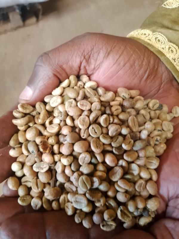  Café Robusta Non Torréfié - café cacao thé  &agrave; tous nous disposons une grande quantit&eacute; du caf&eacute; robusta non torr&eacute;fi&eacute;. nous recherchons des acheteurs s&eacute;rieux en afrique et europe. c'est du caf&eacute; de qualit&eacute; sup&eacute;rieure. taux d'humidit&eacute; 12 5% corps &eacute;trangers