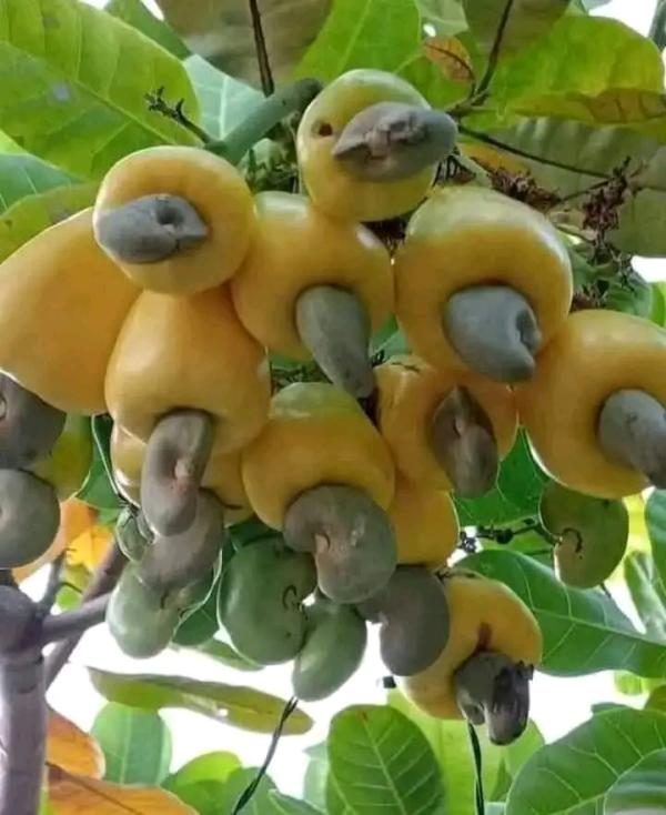  Noix D’acajou Beurre Et Noix De Karité Arachide - fruits secs et graines grillées bonjour, --je me permets de vous contacter en tant que producteur/exportateur basé au bénin,  spécialisé dans la collecte et l’exportation de produits tropicaux bruts tels que -  --– noix d’acajou  --– beurre et noix de karité  --– arachides  --– sésame  --– s