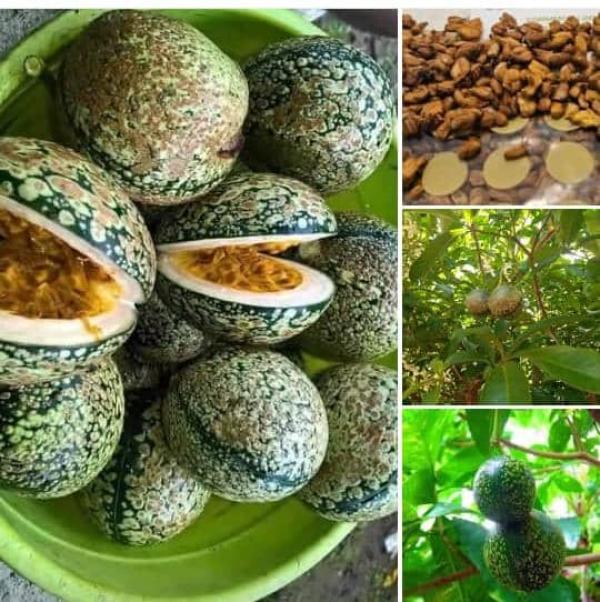  Voacanga Africains - semence graine plant les annonces je recherche des potentiels acheteurs des graines poudre ecosse et racine du voacanga africains benin