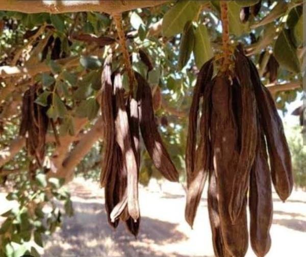  La Caroube - fruits secs et graines grillées  caroube de qualit&eacute; &agrave; vendre – alg&eacute;rie nous proposons de la caroube naturelle r&eacute;colt&eacute;e en alg&eacute;rie soigneusement s&eacute;lectionn&eacute;e et s&eacute;ch&eacute;e. produit 100% naturel riche en fibres min&eacute;raux et antioxydants utilisat