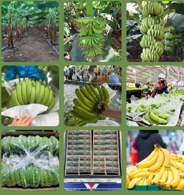  Banane Cavendish - fruits et légumes madame monsieur nous avons l'honneur de vous soumettre une proposition pour l'approvisionnement de bananes cavendish de haute qualit&eacute; originaires du vietnam en conteneurs complets (fcl). notre soci&eacute;t&eacute; travaille en partenariat direct avec des producteurs vietnamiens s&e
