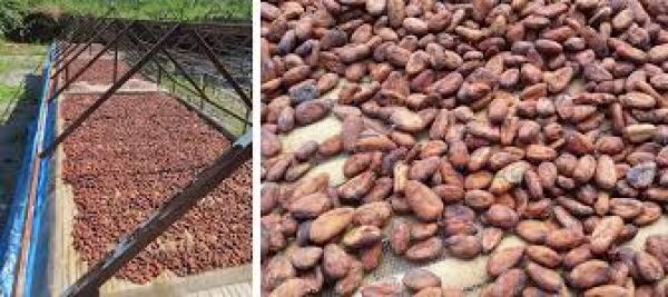  Vente De Fèves De Cacao - café cacao thé fèves de cacao  --productions 2000 tonnes / mois-----------fiche technique----- produit - fèves de cacao entières  --- origine - côte d’ivoire  --- nombre maximum de fèves - 100 / 120 maximum de fèves de cacao par 100 gr  --- moisi - 6% maximum  --- humidit&e