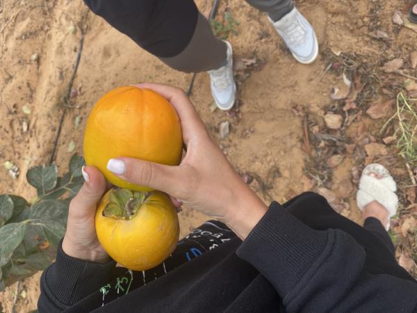  Kaki Du Maroc - fruits et légumes kaki du maroc - croquant,  sucré,  régulier--cultivés sous un ensoleillement généreux et cueillis à pleine maturité,  nos kakis offrent une chair ferme et juteuse,  une saveur douce naturellement sucrée et une excellente tenue au transport. la prod