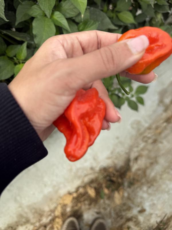  Piment Habanero - fruits et légumes piment habanero du maroc aromatique puissant r&eacute;gulier cultiv&eacute;s en serres modernes du souss massa sous suivi agronomique nos habaneros offrent un parfum intense une chaleur franche et une superbe tenue en transport id&eacute;al pour la gms le foodservice et les transformateurs. 