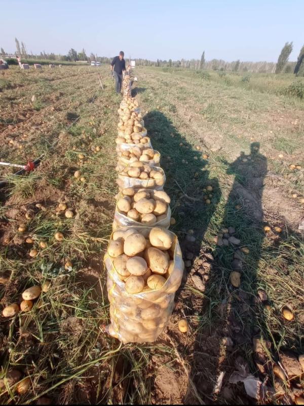  Fournisseur De Pomme De Terre Oignon Pomme - fruits et légumes  a tous nous somme encore l&agrave; pour tous le gros importeur et moyen de pomme de terre nous sommes de grand fournisseur de pomme de terre oignons de riz de ble de fruit (pomme) de huile vegetal tournesol de l'huile de palme des produit sucre du sucre le petrol le cuivre et bien 