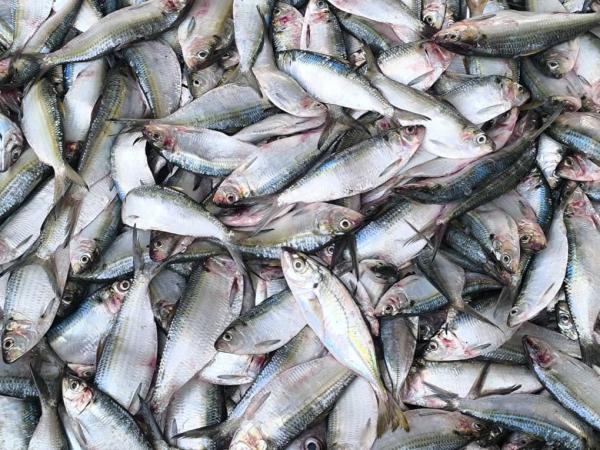  Recherche Acheteurs De Poissons - poissons nous sommes une entreprise de fourniture de poissons frais de qualit&eacute; et en grande quantit&eacute;.chinchard maquereaux mulet etc origine mauritanie n'hesitez pas a nius contactez