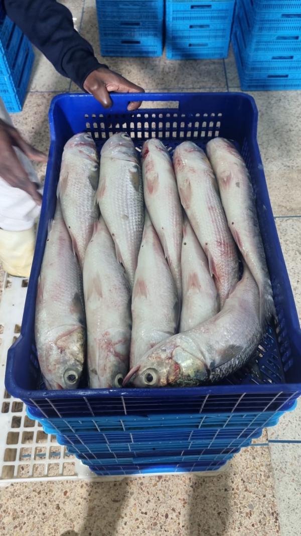  Mulet Origine Maroc Qualité Export - poissons nous proposons du mulet congelé d’origine maroc,  soigneusement sélectionné et transformé selon les normes internationales. nos produits sont disponibles en différents conditionnements (bloc,  iqf,  vrac ou carton),  garantissant une conservation optimale et une qualit