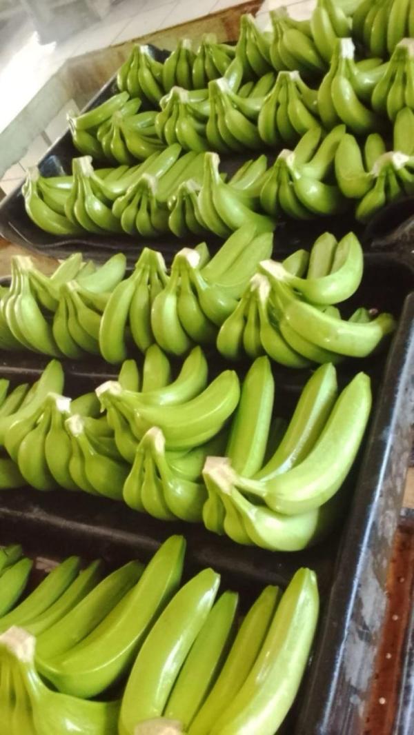  Banane Prenium Cavendish P-20 - fruits et légumes je mets en vente 1080 cartons de bananes chaque carton pesant 18 14 kg. soit un total d’environ 19 591 kg de marchandise. produit bananes fra&icirc;ches de qualit&eacute; prenium cavendish conditionnement 1080 cartons scell&eacute;s poids par carton 18 14 kg quantit&eacute; totale 