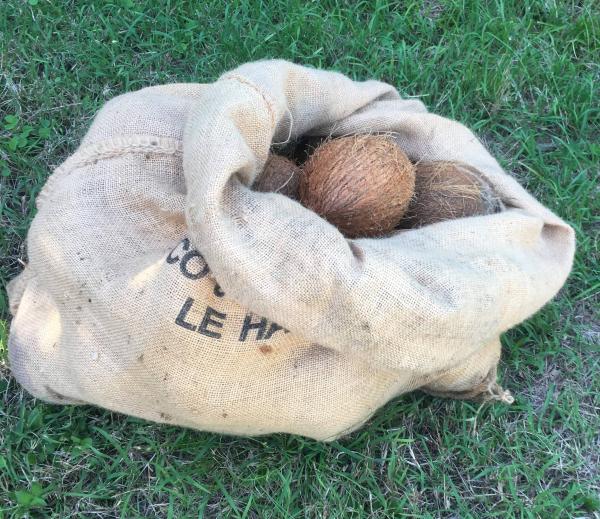  Vend Des Noix De Coco Sèches Epluchées - fruits secs et graines grillées  je vous propose des noix de coco s&egrave;ches &eacute;pluch&eacute;es et non germ&eacute;es. le prix peut etre n&eacute;goci&eacute; selon la quantit&eacute; et le lieu de livraison &agrave; partir d'un euro/pi&egrave;ces je reste ouvert &agrave; toute proposition. &agrave; bient&oci