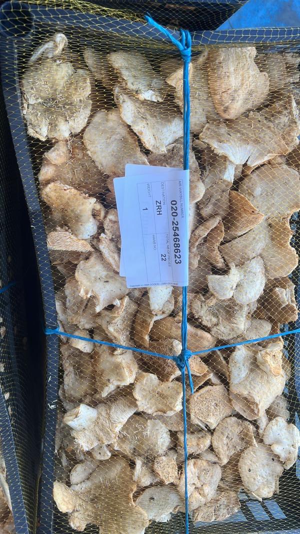  Champignons Sauvages Frais Et Séchés –tunisie - champignon levure nous sommes soci&eacute;t&eacute; tunisienne sp&eacute;cialis&eacute;e dans l’exportation de champignons sauvages frais et s&eacute;ch&eacute;s de haute qualit&eacute;. nos produits sont 100% naturels r&eacute;colt&eacute;s avec soin et conformes aux normes internationales. nos champignons sauva