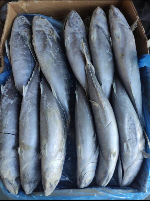  Bonito - poissons nous cherchons des clients pour acheter notre poisson bonite congel&eacute; 1 2 kg par pi&egrave;ce de tr&egrave;s bonne qualit&eacute; et emballage. si vous etes int&eacute;ress&eacute; n’h&eacute;sitez pas &agrave; nous contacter.