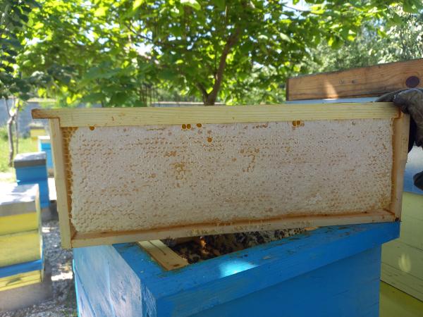  Producteur De Miel En Rayons, Miel Et Cire - produits sucrés producteur de produits de la ruche d'origine bulgarie propose de la propolis,  gelee royale,  pollen d'abeille et du miel en rayon sans cire ajoutee.