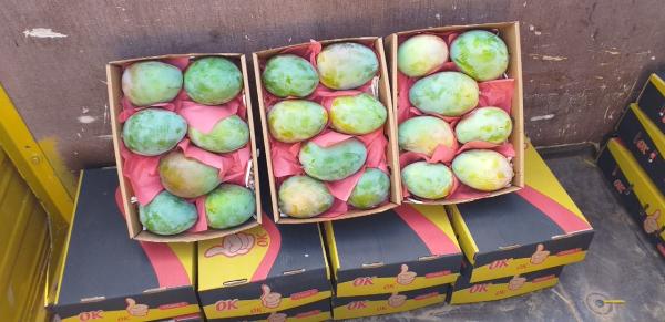  Mangues D'égypte - fruits et légumes bonjour à tous, ----nous sommes une société égyptienne et avons des mangues fraîches pretes à etre expédié dans le monde entier.--le rapport qualité prix est excellent.--n'hésitez pas à nous contacter.