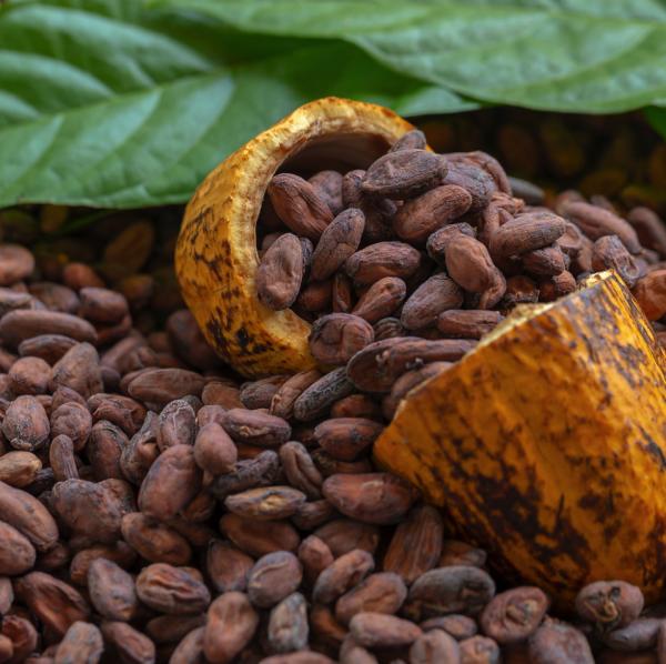  Fève De Cacao - café cacao thé dispo en fob sur le port abidjan + 50 000 tonnes de f&egrave;ves de cacao de haute qualit&eacute; avec la possibilit&eacute; de faire une f&egrave;ve sp&eacute;cifique pour les chocolatiers qui veulent avoir une saveur particuli&egrave;re car il y a un des meilleurs professeur disponible qui travail
