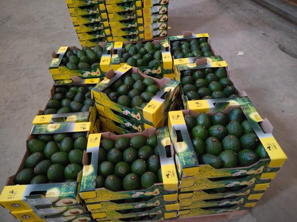  Fresh Kenyan Hass Fuerte Avocados - fruits and vegetables we are proud to supply premium hass and fuerte avocados from kenya a country globally recognized for producing avocados with exceptional taste creaminess and rich nutritional value. product details origin kenya varieties hass & fuerte packaging 4 kg or 10 kg cartons shipment modes air