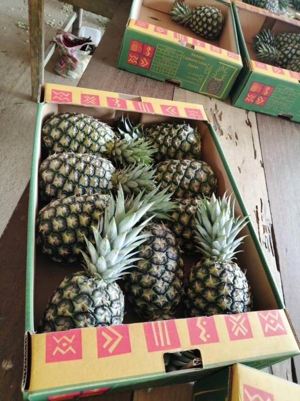  Premium Md2 Pineapples From Côte D’ivoire - fruits and vegetables we offer fresh md2 pineapples from côte d’ivoire,  internationally renowned for their sweet flavor,  vibrant color,  and exceptional juiciness. côte d’ivoire is one of africa’s leading pineapple exporters,  recognized for its fertile soils and tropical climate that ensure fruits of uniform s