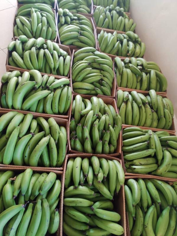  Fresh Plantain Bananas From Uganda - fruits and vegetables we supply premium plantain bananas from uganda known across africa and beyond for their exceptional quality rich flavor and versatility. thanks to uganda s fertile volcanic soils and favorable tropical climate our plantains are grown naturally offering consistent size firmness and excellent