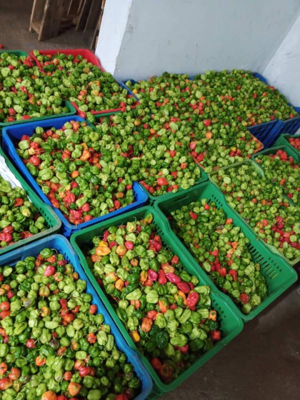  Fresh Habanero Chili Peppers From Uganda - fruits and vegetables we supply premium fresh habanero chili peppers from uganda famous for their intense heat vibrant color and bold flavor. thanks to uganda s fertile soils and ideal tropical climate our habaneros are grown naturally resulting in uniform size high pungency (scoville level) and long shelf life   