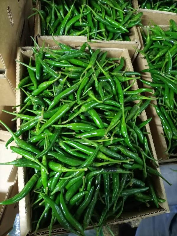  Fresh Green Bird Eye Chili Peppers Uganda - fruits and vegetables we supply fresh green bird eye chili peppers from uganda highly valued for their intense spiciness bright color and distinctive aroma. grown in uganda s fertile volcanic soils under optimal tropical conditions our bird eye chilies are known for their consistent quality high pungency and long