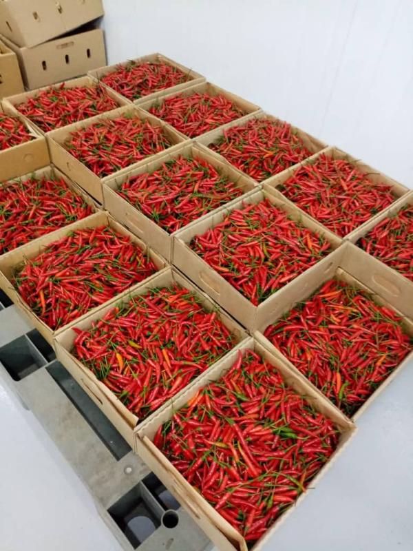  Fresh Red Bird Eye Chili Peppers Uganda - fruits and vegetables we supply fresh red bird eye chili peppers from uganda,  highly valued for their intense spiciness,  bright color,  and distinctive aroma. grown in uganda’s fertile volcanic soils under optimal tropical conditions,  our bird eye chilies are known for their consistent quality,  high pungency,  and long she