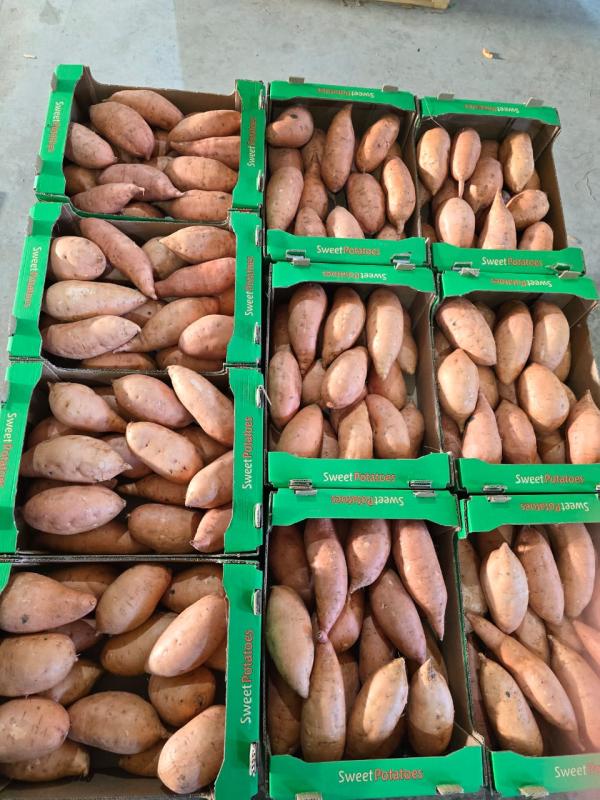  Premium Egyptian Sweet Potatoes - fruits and vegetables we offer high-quality sweet potatoes from egypt,  renowned for their natural sweetness,  vibrant color,  and excellent texture. thanks to egypt s fertile nile delta soils and ideal climate,  egyptian sweet potatoes are appreciated worldwide for their consistent size,  smooth skin,  and long post-harvest s
