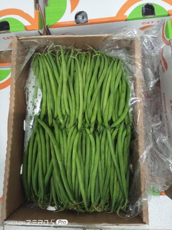  Premium Fine Green Beans From Kenya - fruits and vegetables description---we supply premium fine and extra-fine green beans from kenya,  internationally recognized for their tender texture,  vibrant color,  and superior freshness. thanks to kenya’s fertile highland soils and favorable climate,  our green beans are grown under ideal natural conditions,  ensuring c