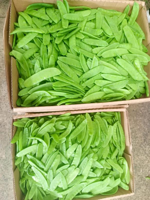  Premium Snow Peas From Kenya - fruits and vegetables we supply fresh snow peas from kenya,  prized worldwide for their crisp texture,  vibrant green color,  and delicate sweet flavor. grown in kenya s fertile highlands under ideal tropical conditions,  our snow peas are carefully hand-picked and packed to meet the highest export standards,  ensuring freshn