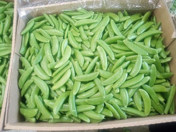  Kenyan Sugar Snap Peas - fruits and vegetables we are delighted to offer top-grade sugar snap peas from kenya,  renowned worldwide for their exceptional sweetness,  crisp texture,  and consistent quality. grown in kenya’s ideal high-altitude climate with fertile volcanic soils,  our sugar snaps develop a unique flavor profile that makes them highly 
