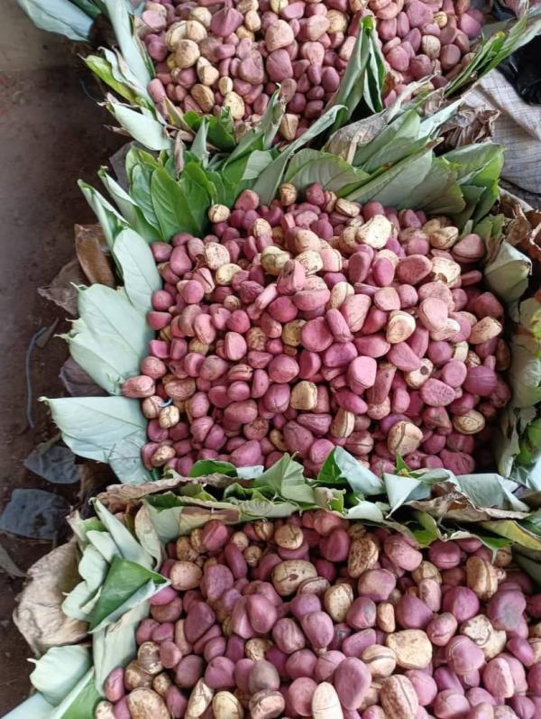  Premium Kola Nuts Origin Côte D’ivoire - fruits and vegetables we are pleased to offer high-quality kola nuts from côte d’ivoire,  one of the world’s leading producers of this unique and highly valued product. our kola nuts are carefully harvested and sorted to meet the expectations of both traditional and industrial buyers.----packaging available---50kg j