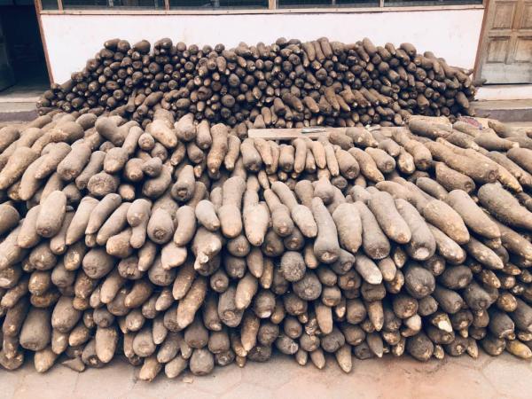  Premium Fresh Yams Origin Ghana - fruits and vegetables we are delighted to offer top-quality yams from ghana,  a country internationally recognized for producing some of the finest varieties of yam with exceptional taste and texture. our yams are carefully selected,  cleaned,  and packed to ensure they arrive fresh and ready for both wholesale and retail m