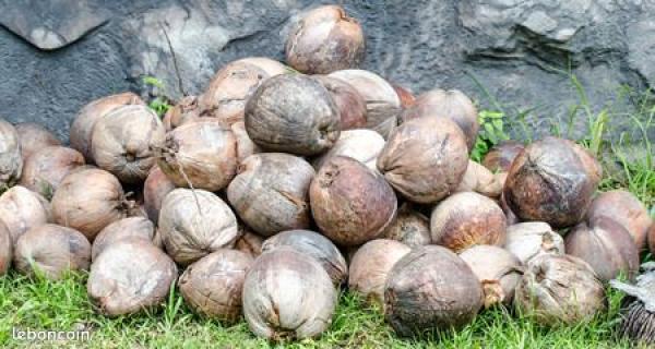  Cherche Faire L'achat De Noix De Coco - fruits secs et graines grillées  j'ach&egrave;te toute quantit&eacute; de noix de coco s&egrave;ches non &eacute;pluch&eacute;es &agrave; venir livrer &agrave; baie mahault. les noix de coco ne doivent pas etre germ&eacute;es. le prix est de 1  toutes les 4 cocos soit 25 centimes la pi&egrave;ce n'h&eacute;sitez pas 