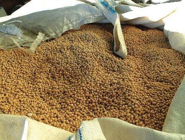  Recherche De Client Pour Soja - céréales nous disposons de 20.000 tonnes de soja disponibles au togo avec possibilit&eacute; de vous en fournir plus de fa&ccedil;on r&eacute;guli&egrave;re. si vous avez de r&eacute;el besoin en soja nous sommes impatient de travailler avec vous. nb svp plaisantins s'abstenir.