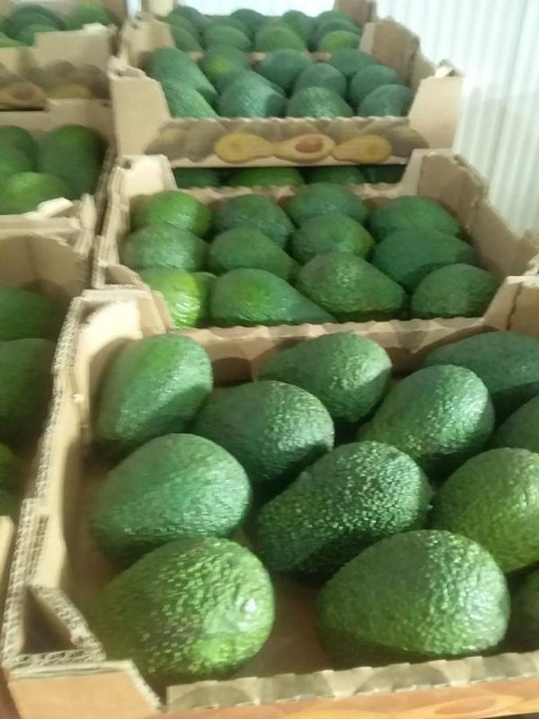  Avocat Du Maroc - fruits et légumes nous proposons des avocats frais de premi&egrave;re qualit&eacute; du maroc r&eacute;colt&eacute;s au maroc et disponibles toute la saison (jusqu’en mars). certifi&eacute;s et conformes aux normes de s&eacute;curit&eacute; alimentaire. conditionn&eacute;s en cartons renforc&eacute;s de 4 kg ou en