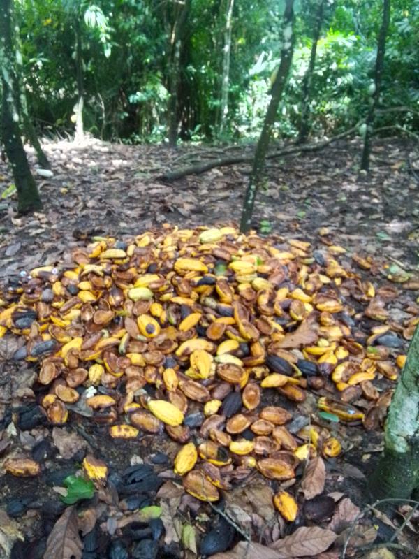  Formation En Agriculture Du Cacao - café cacao thé vous etes passionn&eacute;(e) par l’agriculture et souhaitez vous sp&eacute;cialiser dans la culture du cacao ? immergez vous dans une formation pratique et th&eacute;orique sur la culture du cacao dans un village reconnu pour son savoir faire dans la production cacaoy&egrave;re rejoignez cette fo
