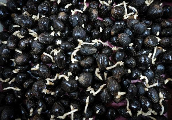  Semences De Palmier Huile Oil Plam Seeds - semence graine plant pour vos projets de création d'une palmeraie familiale ou industrielle,  nous mettons à votre disposition depuis la thaïlande un matériel végétal amélioré,  en particulier les hybrides dxp (dura x pisifera) qui affiche une productivité trè