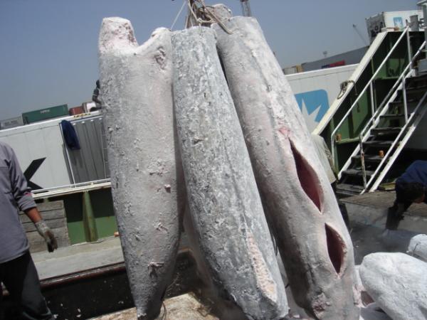  Offre Thon Albacore Et Ravil - poissons  thon albacore (yellowfin tuna) pr&eacute;sentation entier congel&eacute; bord taille 30kg+ temp&eacute;rature 25&deg;c conditionnement vrac 2 thon ravil (skipjack tuna / katsuwonus pelamis) pr&eacute;sentation entier congel&eacute; bord taille 1 5 kg + conditi