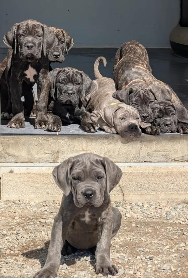  Recherche Chien De Race - animaux vivants nous sonne une entreprise &agrave; la recherche de chien de race comme des boerboel,  rottweiler,  cane corso,  dog allemand etc... nous en voulons de pur-sang pour un projet.