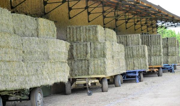  Fourrage De Haute Qualité Pour Bétails - aliments pour animaux  fourrage et provende en granul&eacute; pour ruminants petits et gros | biologique et responsable issu d’une agriculture durable notre fourrage est produit par des paysans engag&eacute;s pour la r&eacute;silience et la durabilit&eacute; des syst&egrave;mes ruraux. cultiv&eacute; sans engrais chi