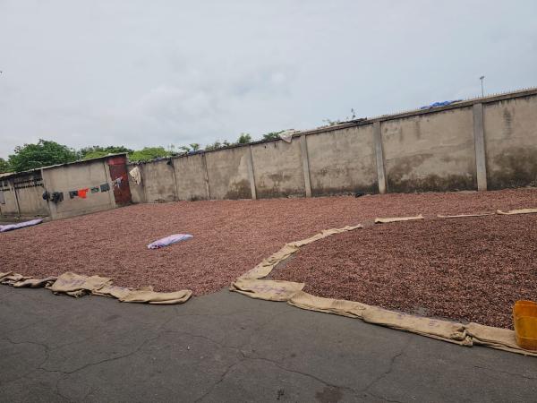  Je Recherche Du Tourteau De Cacao Provenant - café cacao thé  je recherche du tourteau de cacao provenant de f&egrave;ves torr&eacute;fi&eacute;es enti&egrave;res (avec coque) destin&eacute; au broyage/extrusion pour fabrication de poudre. pouvez vous me dire si vous fournissez ce produit (ou si vous pouvez presser des f&egrave;ves torr&eacute;