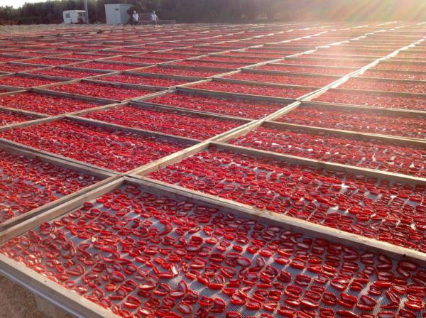  Chercher Client Tomates Sechees,indigo .. - fruits et légumes  nous sommes producteurs de tomates s&eacute;ch&eacute;es b&eacute;n&eacute;ficiant d'un meilleur climat de s&eacute;chage naturel au soleil au sahra algerien pouvant approvisionner nos clients en grande quantit&eacute;s tout en respectant les normes internationales 