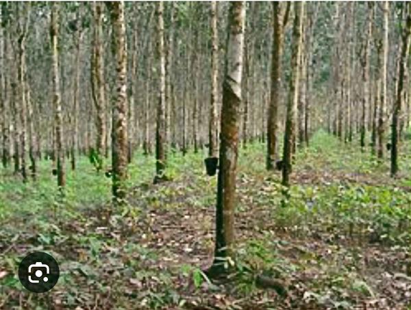 Vente De Vielles Plantations D'hévéas En Côte - mine terrain concession nous disposons de plus de 3000 hectares de vieilles plantations d'hévéa en vente --lieu- à quelques distances d'abidjan --nb- on ne vend pas la terre, juste les plants----prix -350000 francs cfa/hectare 