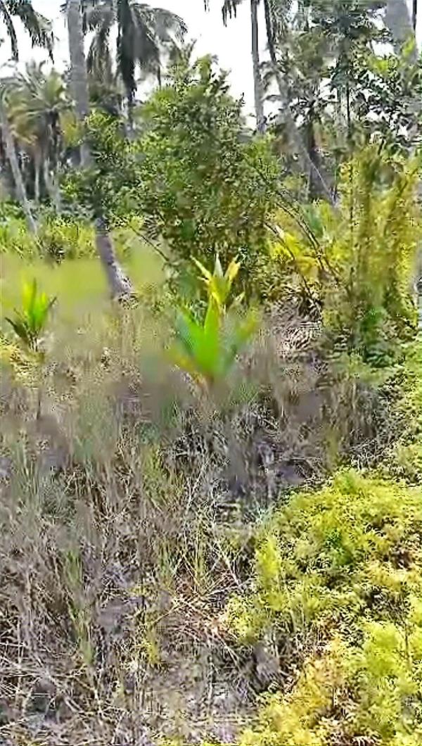  Vente D'au Moins 5ha De Terres Brutes Alépé - mine terrain concession vente d'une terre type agricole à alépé avec titre foncier au prix de 5 millions/ha----disponibilité de plus de 5ha.----nb- uniquement personne sérieuse peut me contacter 