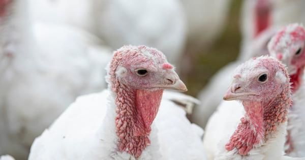 Vente De Dindes Blanches - animaux vivants nous avons des dindes bio disponibles &eacute;lev&eacute;es en pleine nature de couleur blanche et hybrides.. excellents reproducteur de 5 kilos et une viande savoureuse &eacute;lev&eacute;e dans un milieu naturel et sain