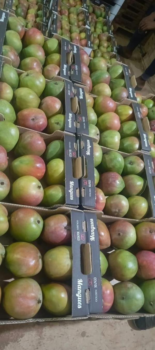  Campagne Mangues Fraiches Avril 2026 - fruits et légumes vous etes dans une d&eacute;marche &eacute;thique et vous voulez vous approvisionner directement aupr&egrave;s de producteurs et coop&eacute;ratives inscrits dans une fili&egrave;re &eacute;quitable. saï alliance vous offre la solution avec son r&eacute;seau int&eacute;gratif d'exportation du mali. 